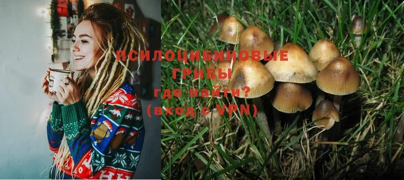 гидра как войти  Ардон  Галлюциногенные грибы MAGIC MUSHROOMS 